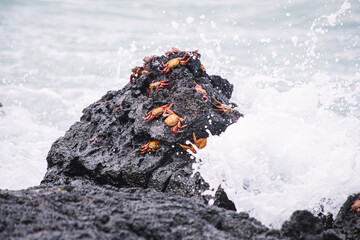 Sally lightfoot crab, dozens of red crabs on a black rock being washed off by a big wave