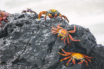 Sally lightfoot crab, red crab on a black rock, family of crabs