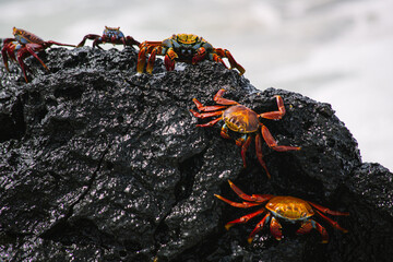 Sally lightfoot crab, red crab on a black rock, family of crabs