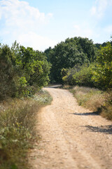 Fototapeta na wymiar Tree pathway. Dirt road. Country road