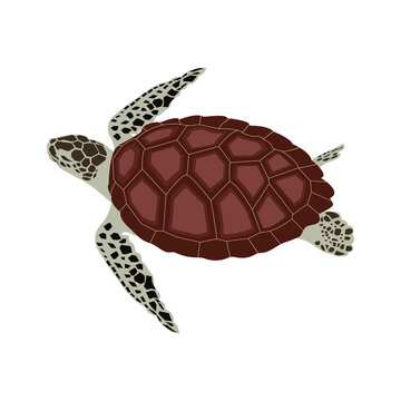 Vector illustration of a sea turtle.