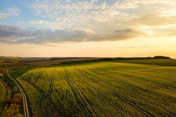 Aerial view of bright green agricultural farm field with growing rapeseed plants and cross country dirt road at sunset.