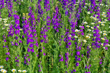 Obraz premium Wild meadow flowers