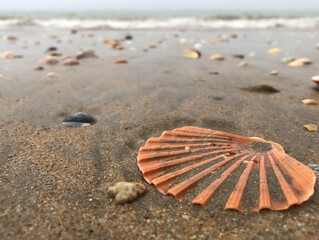 Conchas en la orilla