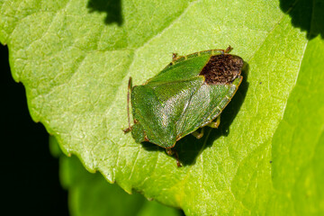 Green Shield Bug (Palomena prasina) a common garden flying insect which is often called stink bug stock photo