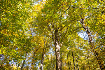 Perspective from down to up view of autumn forest with bright orange and yellow leaves. Dense woods with thick canopies in sunny fall weather.
