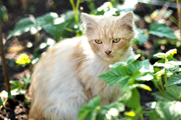 Portrait of a small yellow cat sitting in green grass on a sunny day.