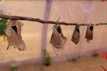 Cocoons of butterflies on a branch