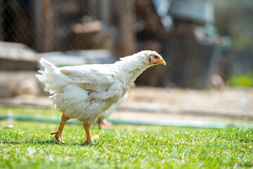 Hen feed on traditional rural barnyard. Close up of chicken standing on barn yard with green grass. Free range poultry farming concept.
