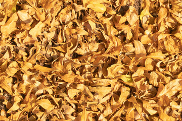Dry yellow leafs with copy space for background or wallpaper.