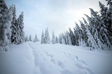 Moody winter landscape with spruce forest cowered with white snow in frozen mountains.