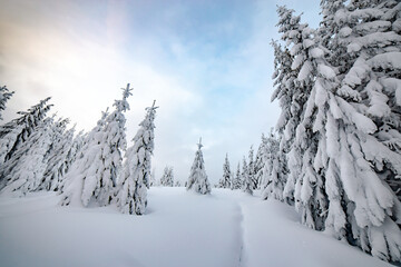 Moody winter landscape of spruce woods cowered with deep white snow in cold frozen highlands.