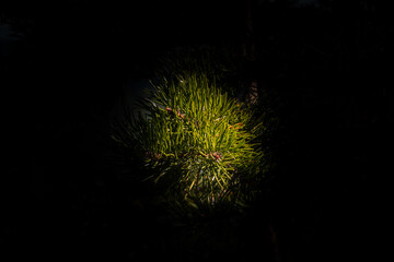 Fototapeta premium Green pine branch