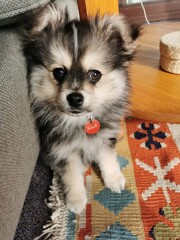 Cute fluffy German Spitz Chihuahua cross puppy portrait