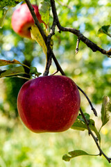 Apple hanging from the branch. 