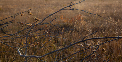 Bare gray branches of a lone tree in an autumn field, with yellowed autumn flowers and grasses