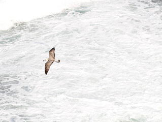 Seagulls flying over the waves.