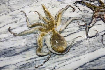 fresh octopus in the Livramento market, Setubal, Portugal