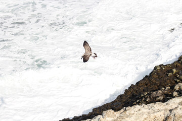 Seagulls flying over the waves.