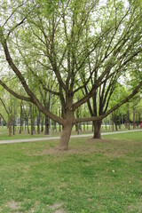 Branchy tree in a city park in spring