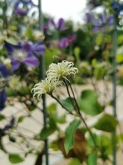 clematis flowers purple blue garden background beautiful autumn