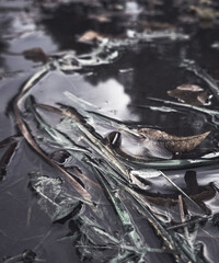 Autumn leaves in the water