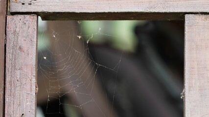 Close-up of spider web in wooden frame and blur background
