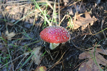 Inedible but beautiful forest mushroom toadstool