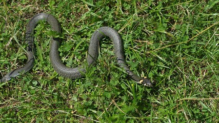 Grass snake (Natrix natrix) sneaks away