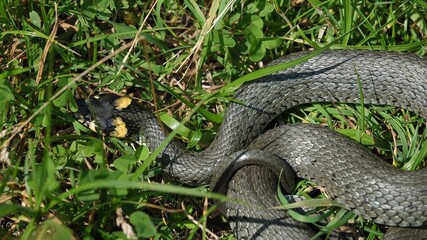 Detail of Natrix snake basking in the grass