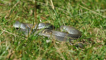 Snake (Natrix) hidden in the grass sneaking away