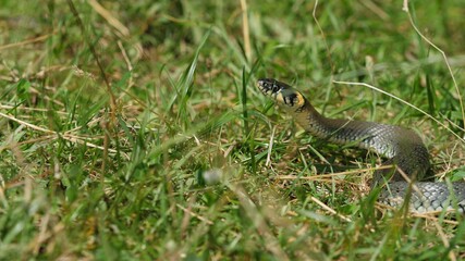 Grass snake (Natrix) looking for prey