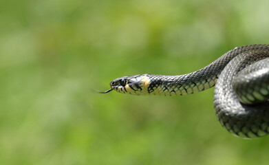 Grass snake (Natrix) in the hands of man, capture of inoffensive reptile