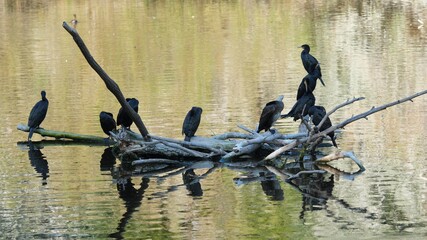 Great black cormorants (Phalacrocorax carbo) rest on small island