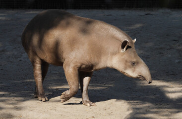 South American Brazilian tapir?(Tapirus terrestris)