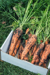 harvest of ripe carrots collected and lies to a cardboard box in the garden