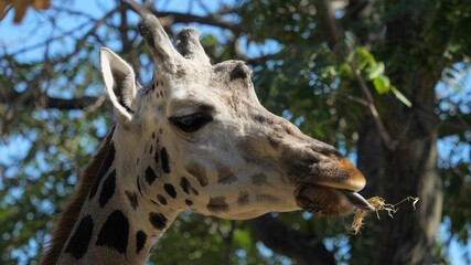 Giraffe head portrait feeding from the tall tree