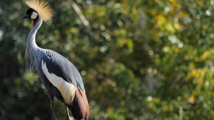 Beautiful African crowned crane (Balearica regulorum) in the wild