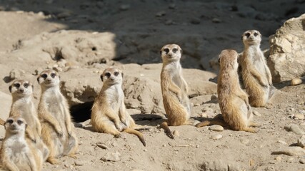 Meerkat suricates (Suricata suricatta) family enjoy the sun © MEDIAIMAG