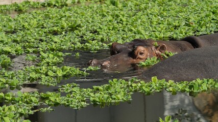Hippo (Hippopotamus amphibius) hiding underwater and raising the head out