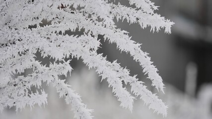 Frozen twigs in winter time