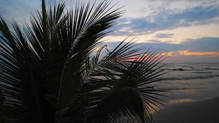 Coconut palm tree leaf and turquoise sea waves on fine sand beach under colorful sunset sky, exotic paradise at dusk