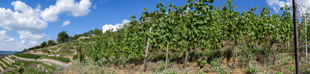 Fototapeta na wymiar Weinreben im Weinanbaugebiet Erntezeit im Herbst