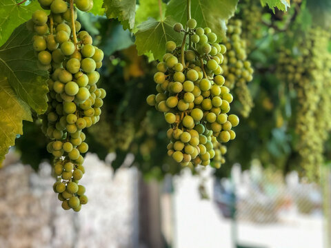 Racimo de uvas verdes en la parra