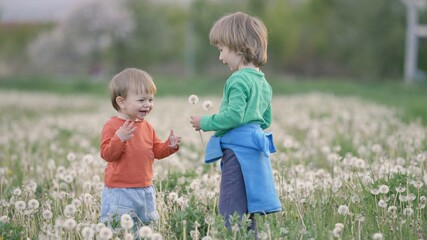 Blond hair child offers a dandelion to his little brother, happiness in nature