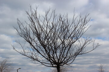 Sleeping tree on the background of cloudy autumn sky