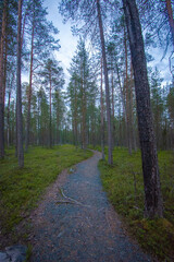 Obraz premium Hiking path in the forest in Finland