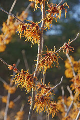 Bernstein witch hazel (Hamamelis x intermedia 'Bernstein'). One of hybrids between Hamamelis japonica and Hamamelis mollis