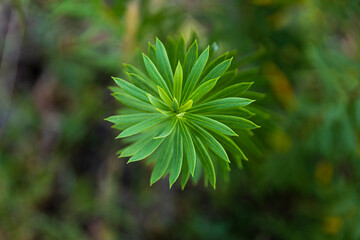 closeup of plant with leaves arranged in a spiral shape - 377317478