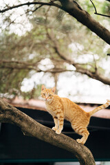 Fototapeta na wymiar Ginger cat on a tree at roof level on a blurred background.